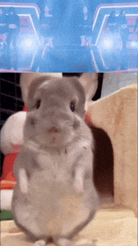 Chinchilla Sue GIF