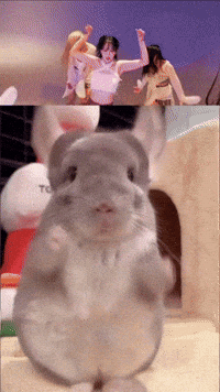 Chinchilla Sue GIF