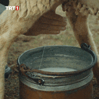 Milk Farm GIF by TRT