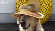 Rote Rosen Dog GIF by Studio Hamburg Serienwerft GmbH