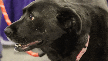 black lab dog GIF by Westminster Kennel Club