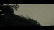 The Last Tree GIF by ArtMattan Productions
