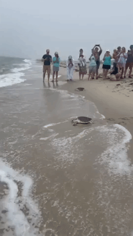 Sea Turtles Return to Ocean