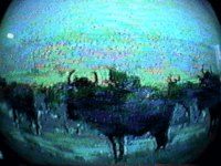 buffalo fisheye GIF by Royal Smith