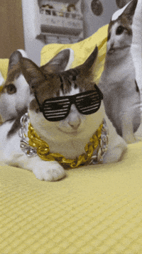 Bao Bao GIF