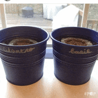 plants GIF by GoPop