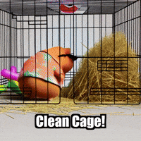 Guinea Pig Organization GIF by Guinea Gambino