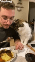 Cat Asks For Human's Food