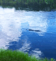 water swimming GIF by University of Florida