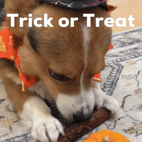 Trick Or Treat Dog GIF