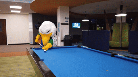 Pool Gulls GIF by Endicott College