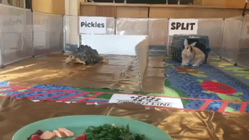Tortoise and Rabbit Face Off in Nail-Biting Race at Roger Williams Park Zoo in Rhode Island