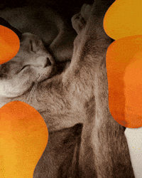 ekekeklunagarcia cats 70s lava lamp GIF