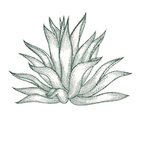 Mezcal Agave Sticker by Santa Sabia Media