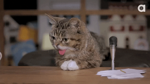 awkward lil bub GIF by Internet Cat Video Festival