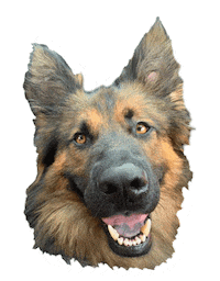 Gifsforgood Sticker by Red Beard
