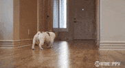 French Bulldog Sport GIF by SHOWTIME Sports