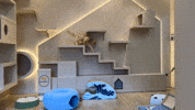 吉貓寓所 GIF by Choc Ye