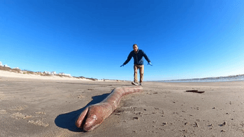 Texas Researcher Finds Huge American Eel Washed Up on Beach