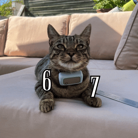 6 7 Cat GIF