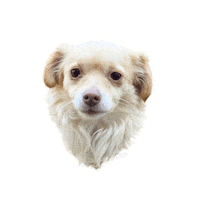 ohangeltears dog puppy doggo south Sticker