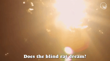 Does The Blind Rat Dream?