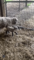 Mother Rejects Lamb