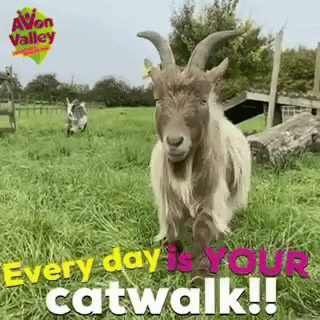 Work It Goat GIF by Avon Valley Adventure & Wildlife Park