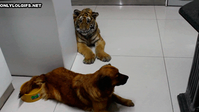 tiger playing GIF