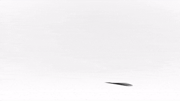njronin mma wolf bjj jiujitsu GIF