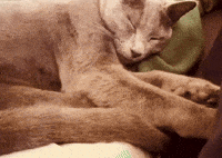 Sleepy Wake Up GIF