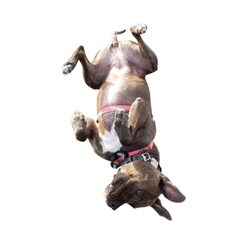 dog puppy Sticker by Roundhouse