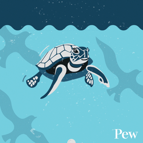 High Seas Turtle GIF by The Pew Charitable Trusts