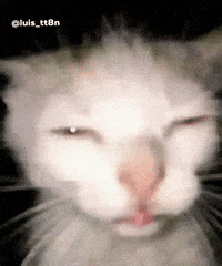 Cat Meme GIF
