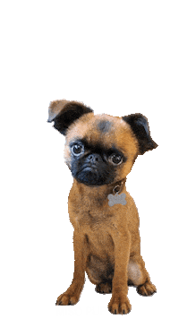 brussels griffon dog Sticker by MISO PUP