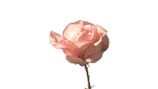 rose wow STICKER
