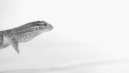 komodo dragon lizard GIF