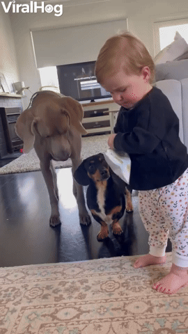 Baby Shares Snack with Weimaraner and Dachshund