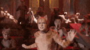 Cat Meow GIF by Cats Movie