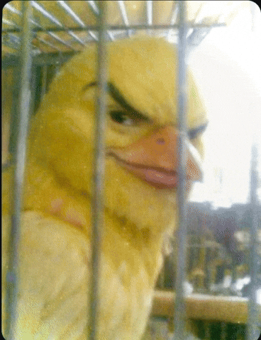 Mogger Bird GIF