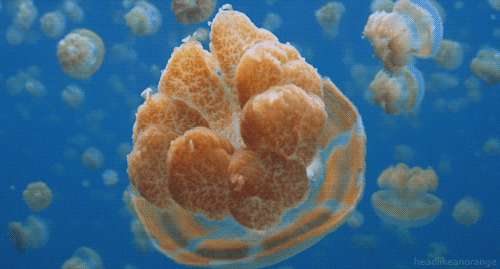 golden jellyfish GIF by Head Like an Orange