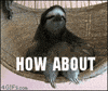Meme Reaction GIF