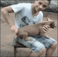 dog wound GIF