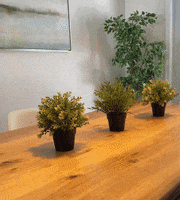 Home GIF by Bikini.com