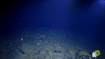 Cold Water Specialists | Expedition Deep Ocean