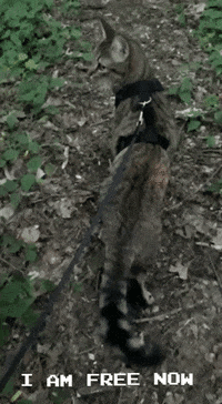 volpspet cat cats free gato GIF