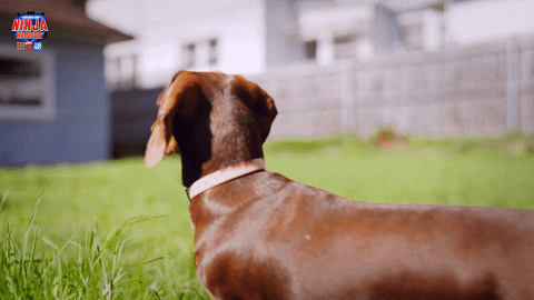 Dog Love GIF by Australian Ninja Warrior