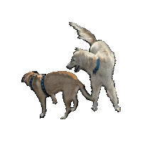 pSORcolor dogs dog collar dog harness borzoi Sticker