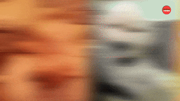 Golden Retriever Derps