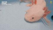 National Geographic Vet GIF by Nat Geo Wild